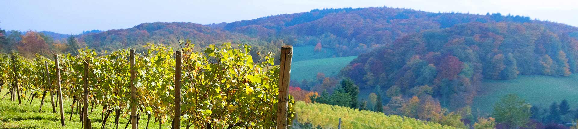 Wieland – Finanzberatung und Versicherungen in Neustadt a. d. Weinstraße