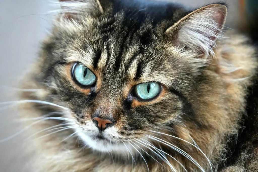 Kosten, Schutz und Vorteile einer Katzenversicherung